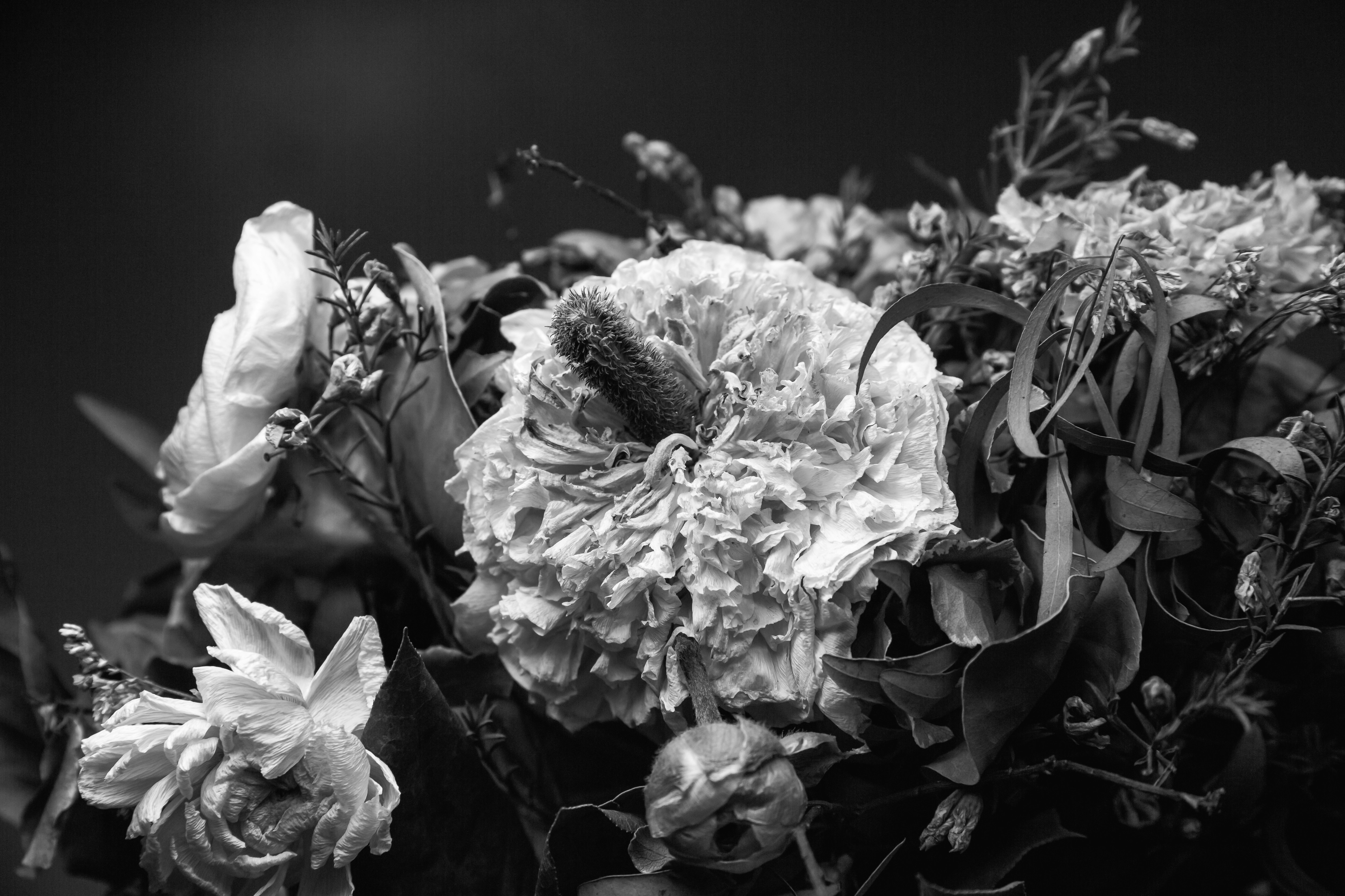 greyscale photo of white flowers